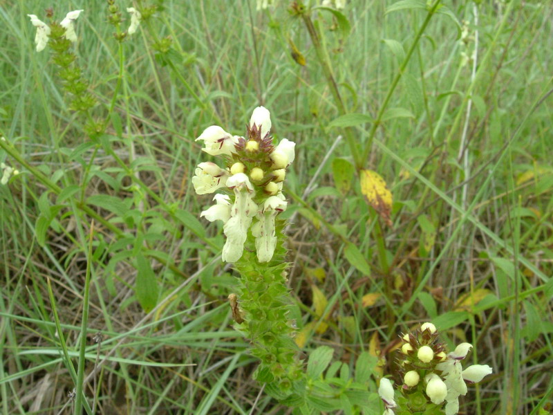 Nella stoppia 2 Stachys annua